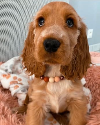 cocker-spaniel-medellin-1