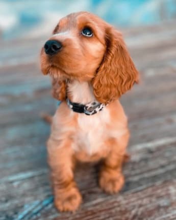 cocker-spaniel-medellin-2