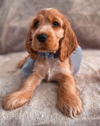 cocker-spaniel-medellin-3