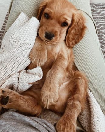 cocker-spaniel-medellin-4