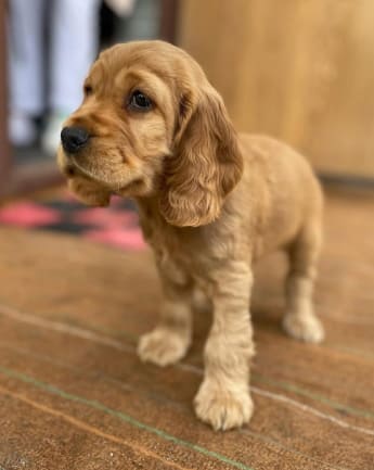 cocker-spaniel-medellin-5