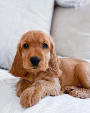 cocker-spaniel-medellin-6