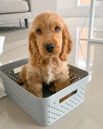 cocker-spaniel-medellin-7