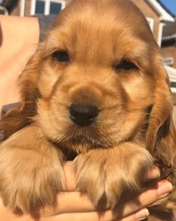 cocker-spaniel-medellin-8